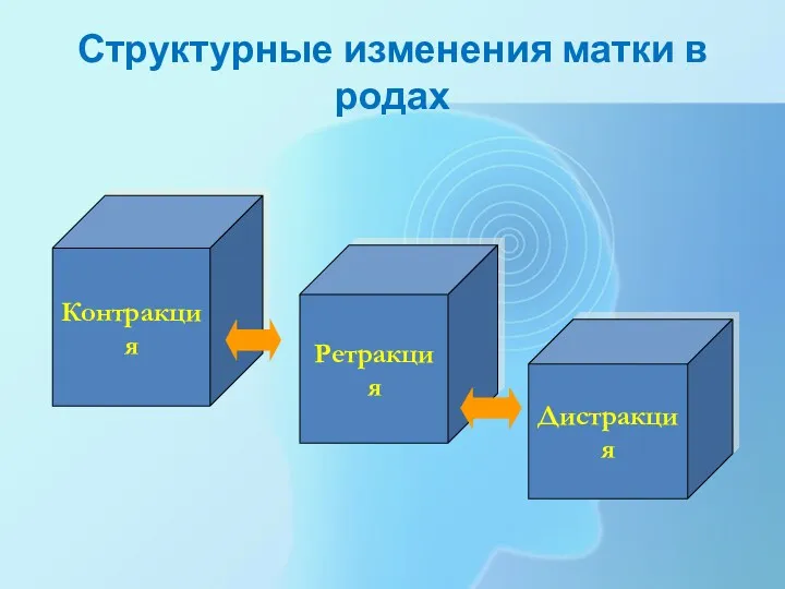 Структурные изменения матки в родах Контракция Ретракция Дистракция