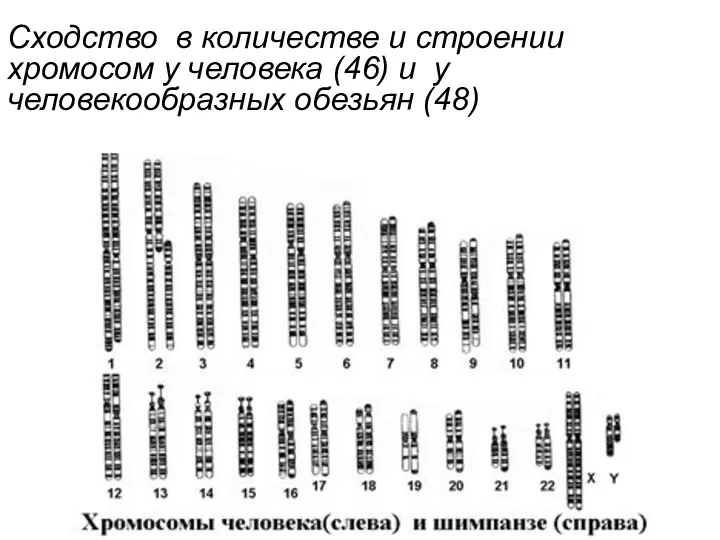 Сходство в количестве и строении хромосом у человека (46) и у человекообразных обезьян (48)