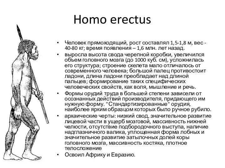 Homo erectus Человек прямоходящий, рост составлял 1,5-1,8 м, вес -