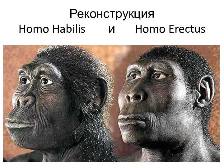 Реконструкция Homo Habilis и Homo Erectus