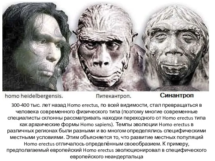 300-400 тыс. лет назад Homo erectus, по всей видимости, стал