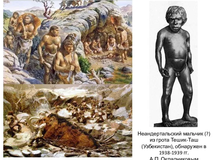 Неандертальский мальчик (?) из грота Тешик-Таш (Узбекистан), обнаружен в 1938-1939 гг. А.П. Окладниковым