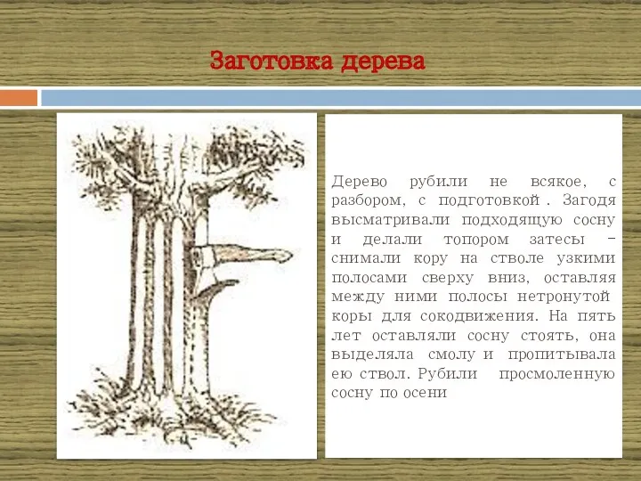 Заготовка дерева Дерево рубили не всякое, с разбором, с подготовкой. Загодя высматривали подходящую