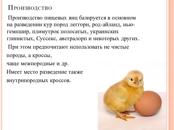 Производство Производство пищевых яиц базируется в основном на разведении кур