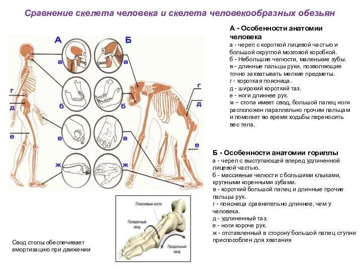 Сравнение скелета человека и скелета человекообразных обезьян А - Особенности