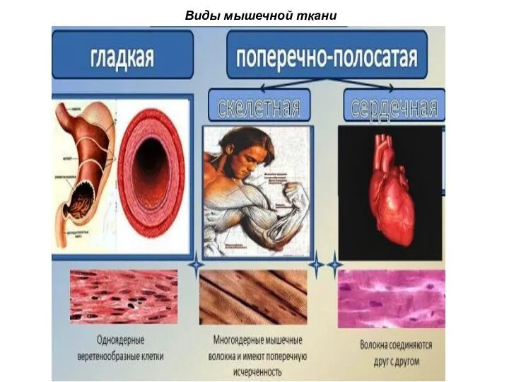 Виды мышечной ткани