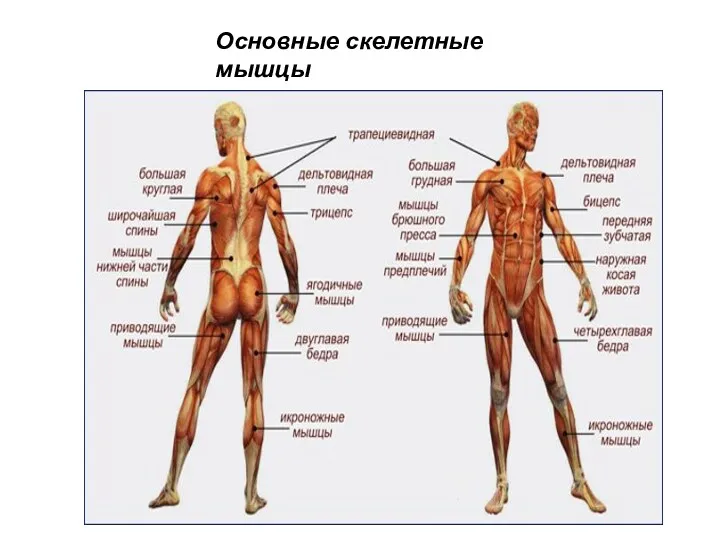 Основные скелетные мышцы