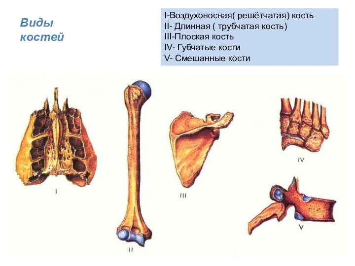 Виды костей I-Воздухоносная( решётчатая) кость II- Длинная ( трубчатая кость)