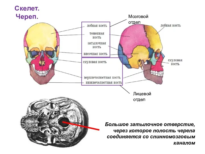 Скелет. Череп. Большое затылочное отверстие, через которое полость черепа соединяется со спинномозговым каналом