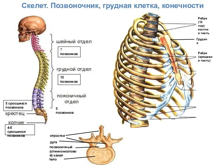 Скелет. Позвоночник, грудная клетка, конечности Ребра (12 пар) костная часть Грудина Ребра(хрящевая часть) 5 позвонков