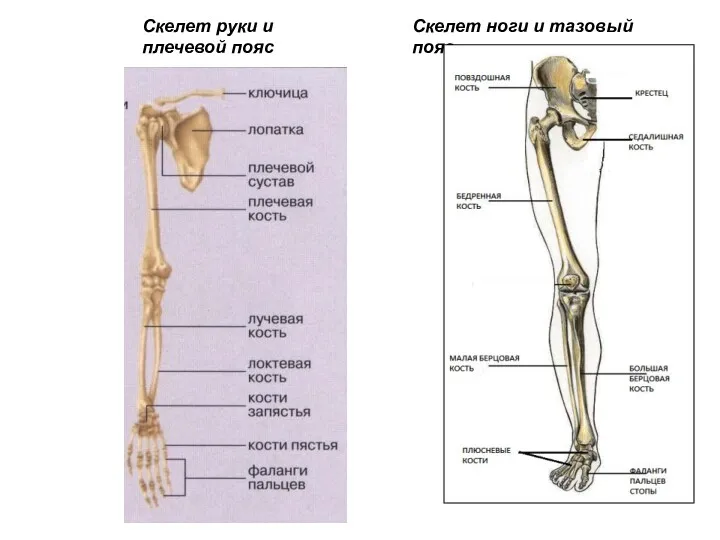 Скелет руки и плечевой пояс Скелет ноги и тазовый пояс