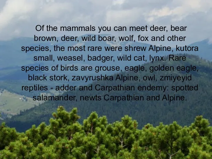 Of the mammals you can meet deer, bear brown, deer,