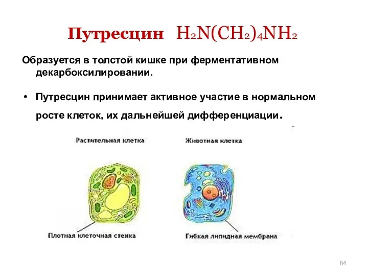Путресцин H2N(CH2)4NH2 Образуется в толстой кишке при ферментативном декарбоксилировании. Путресцин