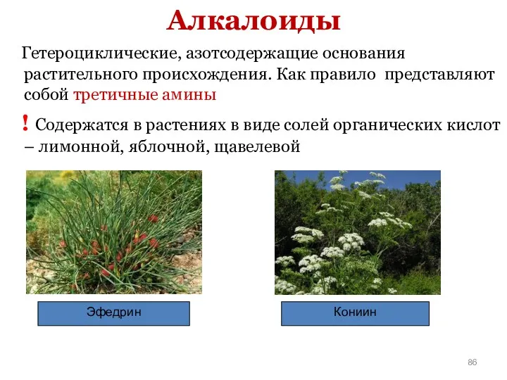 Алкалоиды Гетероциклические, азотсодержащие основания растительного происхождения. Как правило представляют собой