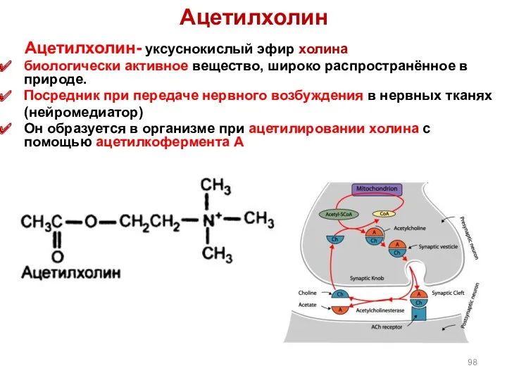 Ацетилхолин Ацетилхолин- уксуснокислый эфир холина биологически активное вещество, широко распространённое