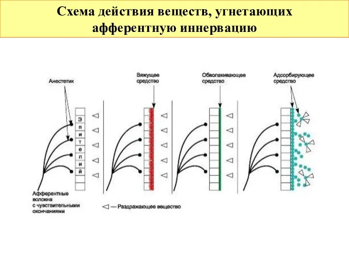 Схема действия веществ, угнетающих афферентную иннервацию