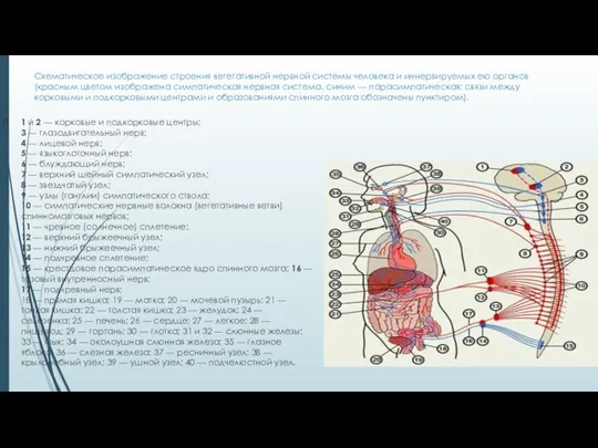 Схематическое изображение строения вегетативной нервной системы человека и иннервируемых ею