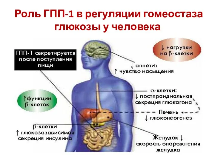 Роль ГПП-1 в регуляции гомеостаза глюкозы у человека