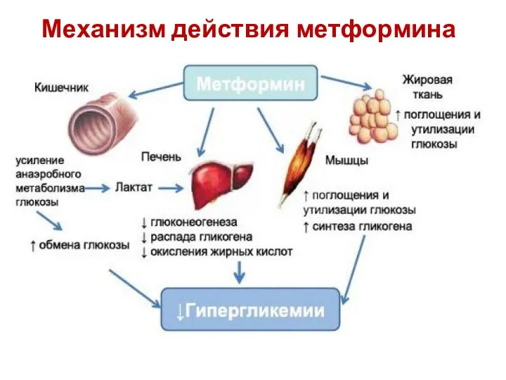 Механизм действия метформина