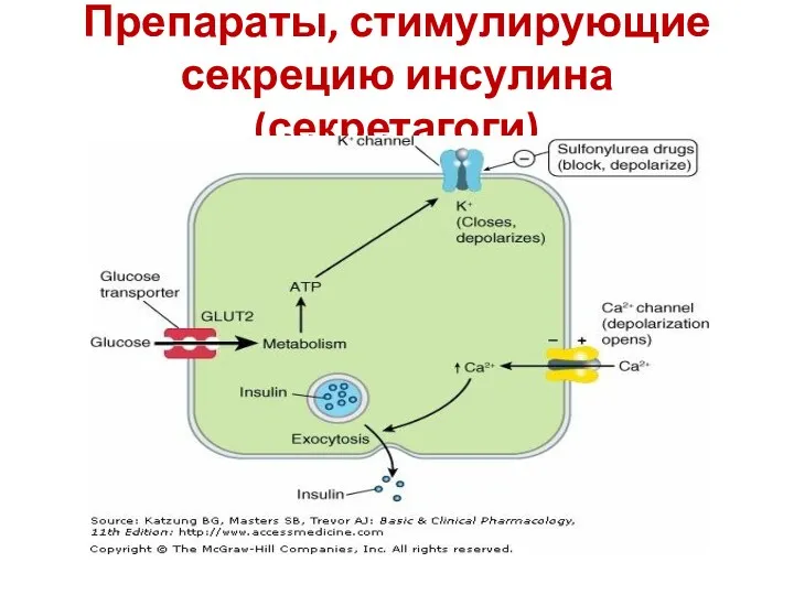 Препараты, стимулирующие секрецию инсулина (секретагоги)