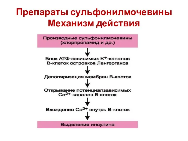 Препараты сульфонилмочевины Механизм действия