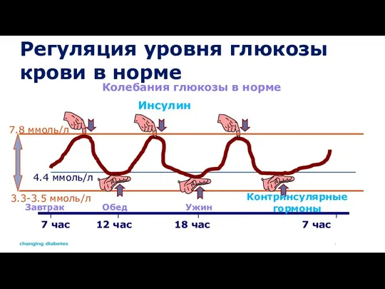 Регуляция уровня глюкозы крови в норме 4.4 ммоль/л Колебания глюкозы в норме 7