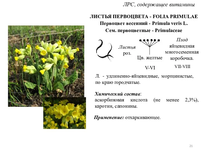 ЛИСТЬЯ ПЕРВОЦВЕТА - FOLIA PRIMULAE Первоцвет весенний - Primula veris