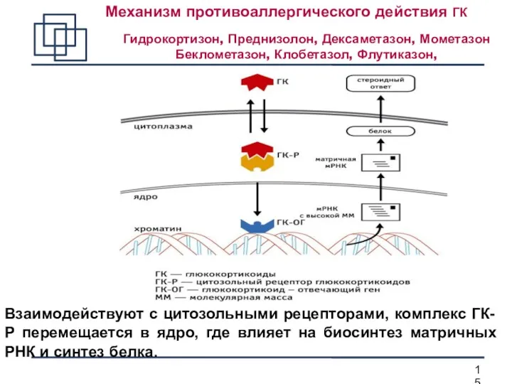 Механизм противоаллергического действия ГК Гидрокортизон, Преднизолон, Дексаметазон, Мометазон Беклометазон, Клобетазол,