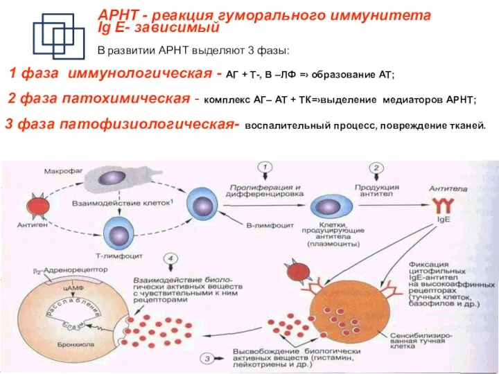 АРНТ - реакция гуморального иммунитета Ig E- зависимый В развитии