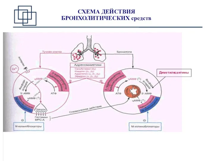СХЕМА ДЕЙСТВИЯ БРОНХОЛИТИЧЕСКИХ средств Диметилксантины