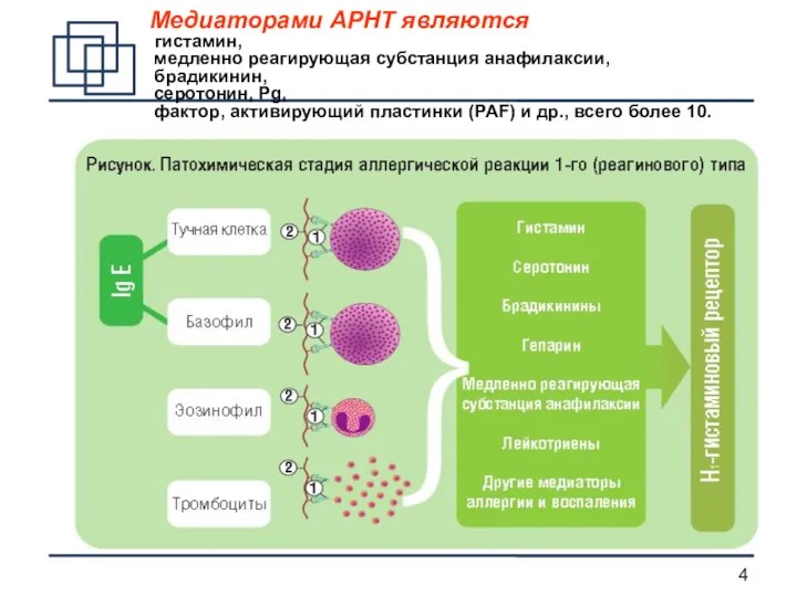 Медиаторами АРНТ являются гистамин, медленно реагирующая субстанция анафилаксии, брадикинин, серотонин,