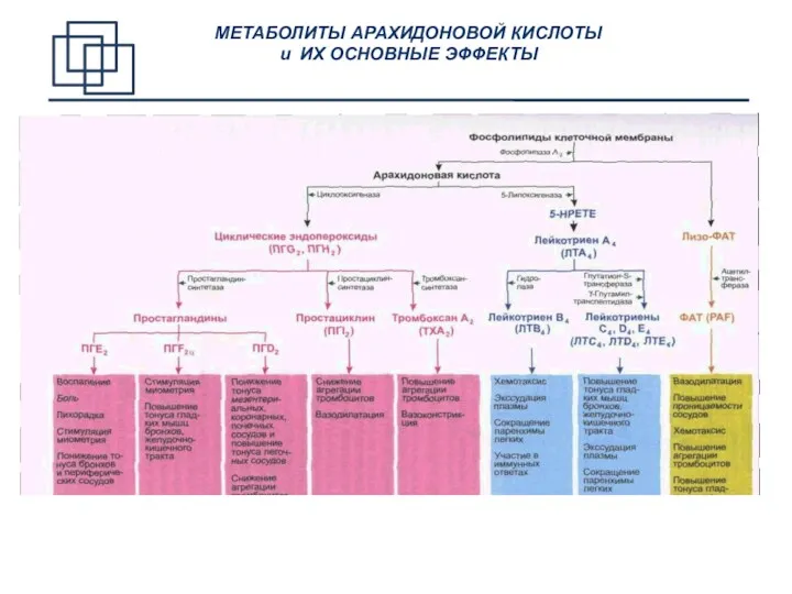 МЕТАБОЛИТЫ АРАХИДОНОВОЙ КИСЛОТЫ и ИХ ОСНОВНЫЕ ЭФФЕКТЫ