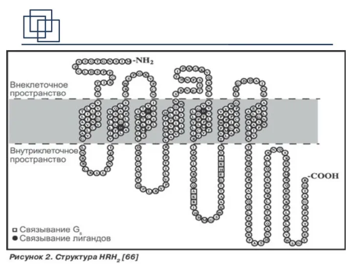 Гистаминовые рецепторы H - G-протеинсвязанные рецепторы (GPCR — G-protein-coupled receptors).