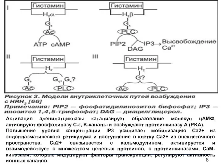 Активация аденилатциклазы катализирует образование молекул цАМФ, активируют фосфолипазу С-ε, K-каналы