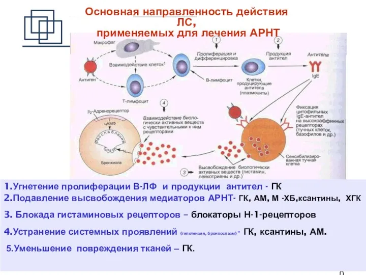 1.Угнетение пролиферации В-ЛФ и продукции антител - ГК 2.Подавление высвобождения