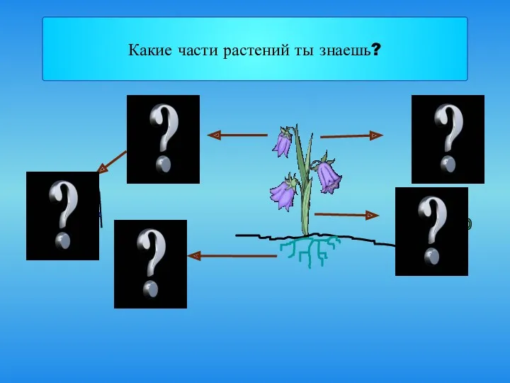 ЦВЕТЫ КОРНИ СТЕБЕЛЬ ЛИСТЬЯ ПЛОДЫ И СЕМЕНА Какие части растений ты знаешь?