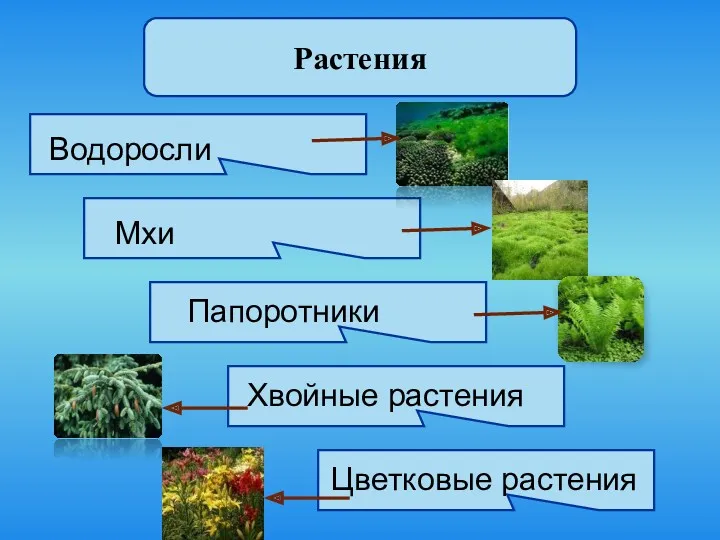 Растения Водоросли Мхи Папоротники Хвойные растения Цветковые растения