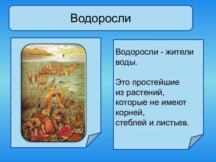 Водоросли Водоросли - жители воды. Это простейшие из растений, которые не имеют корней, стеблей и листьев.