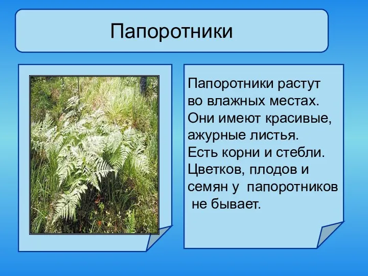 Папоротники Папоротники растут во влажных местах. Они имеют красивые, ажурные