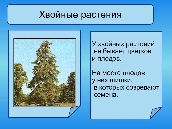 Хвойные растения У хвойных растений не бывает цветков и плодов.