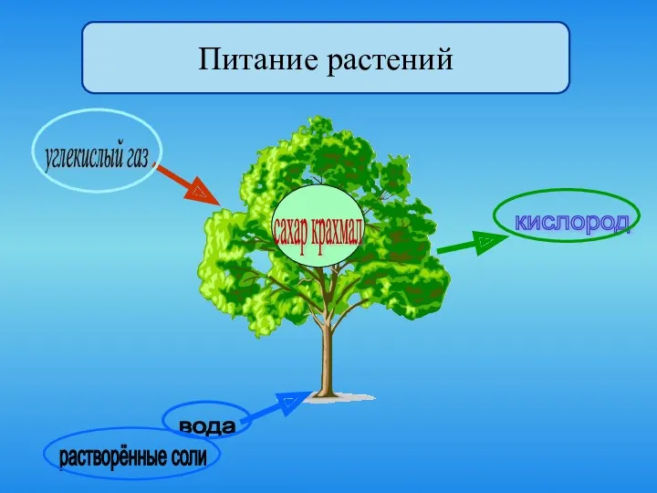 углекислый газ вода растворённые соли кислород сахар крахмал Питание растений