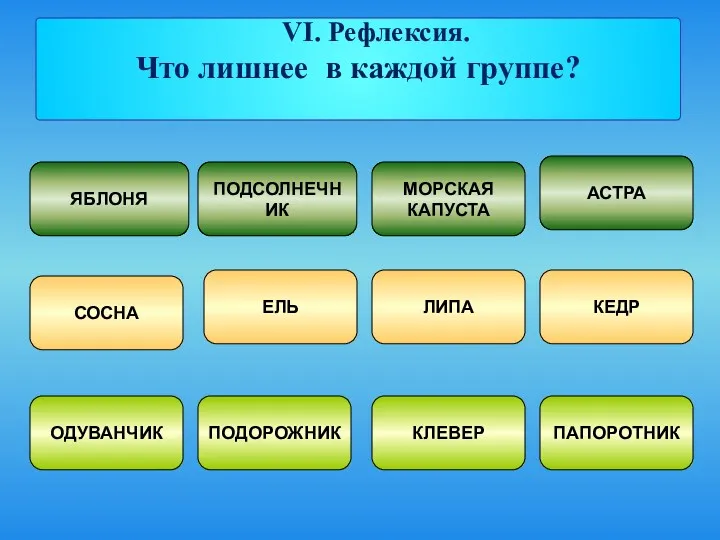 ЯБЛОНЯ ПОДСОЛНЕЧНИК МОРСКАЯ КАПУСТА АСТРА СОСНА ЕЛЬ ЛИПА КЕДР ОДУВАНЧИК