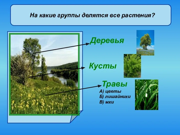 На какие группы делятся все растения? Травы А) цветы Б) лишайники В) мхи Деревья Кусты