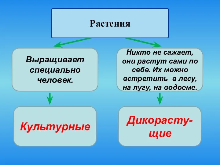 Выращивает специально человек. Никто не сажает, они растут сами по