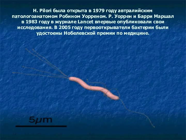 H. Pilori была открыта в 1979 году автралийским патологоанатомом Робином