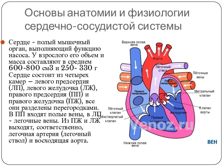 Основы анатомии и физиологии сердечно-сосудистой системы Сердце - полый мышечный