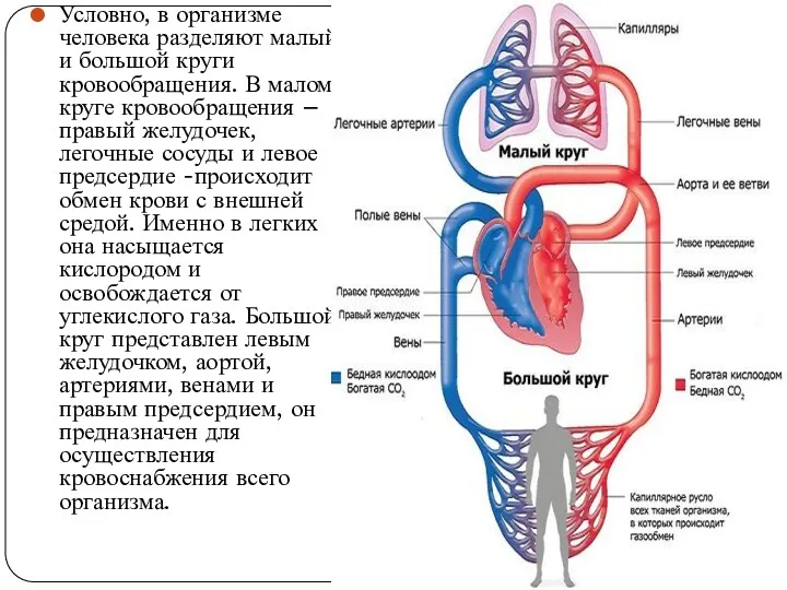 Условно, в организме человека разделяют малый и большой круги кровообращения.