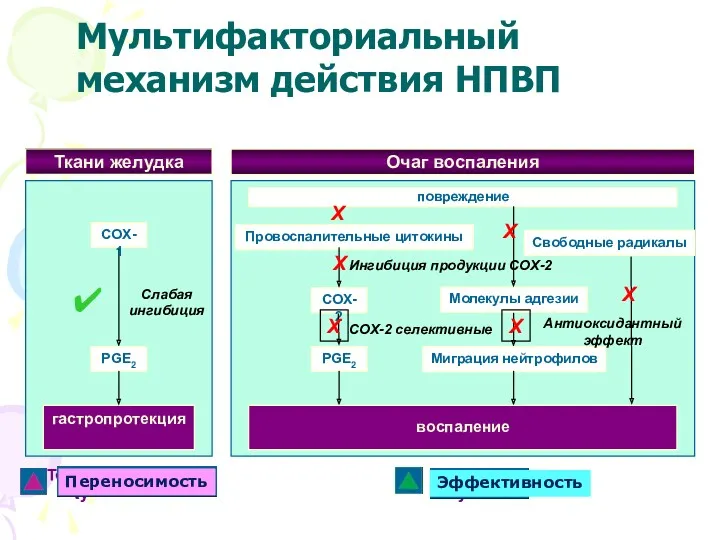 Ткани желудка COX-1 PGE2 гастропротекция Tolerability Слабая ингибиция повреждение Очаг