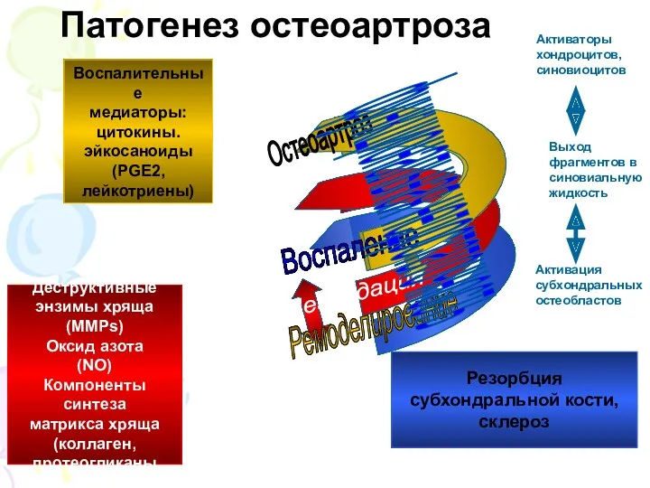 Активаторы хондроцитов, синовиоцитов Выход фрагментов в синовиальную жидкость Активация субхондральных