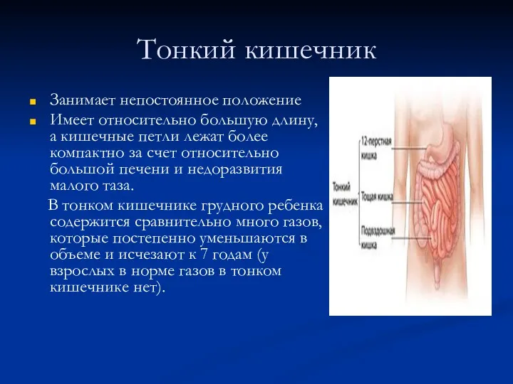 Тонкий кишечник Занимает непостоянное положение Имеет относительно большую длину, а